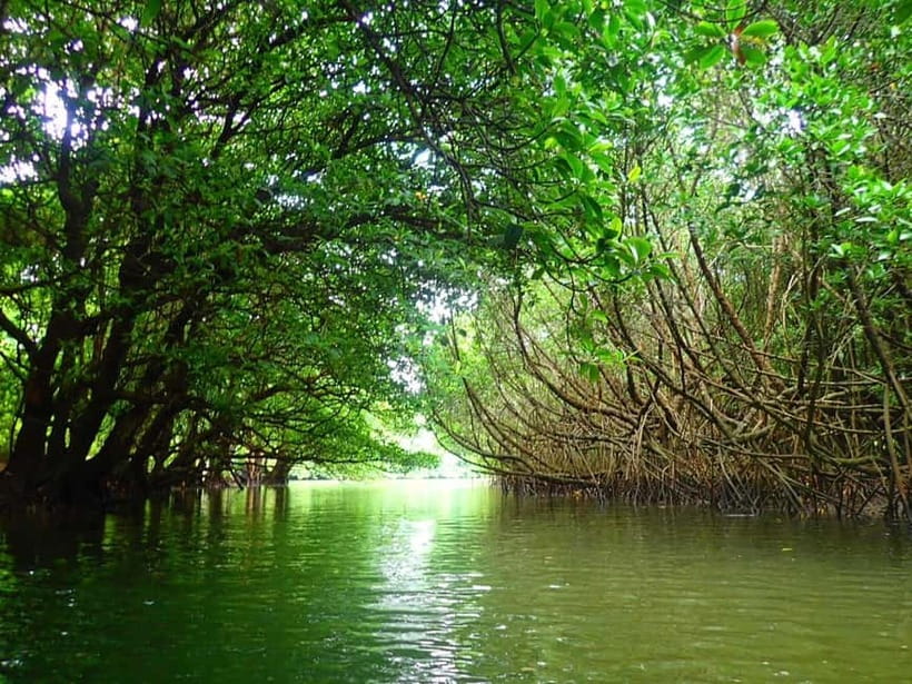 Ishigaki: Mangrove SUP or Canoe & Phantom Island Snorkeling - Snorkeling for beginners, not a specialist reef trip