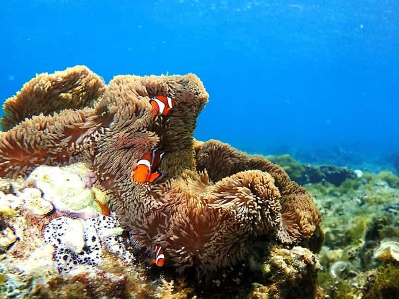 Ishigaki: Mangrove SUP or Canoe & Phantom Island Snorkeling - What the $103 price includes