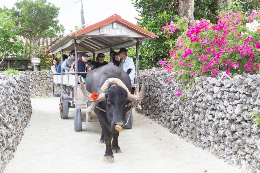 Ishigaki: Phantom Island Snorkeling and Taketomi Sightseeing - Weather, clothing, and small practical matters