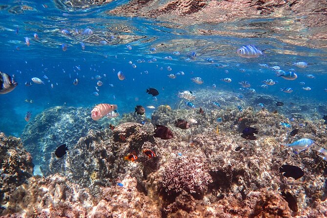Ishigaki Phantom Island Snorkeling Taketomi Island Sightseeing - Safety, age limits, and comfort