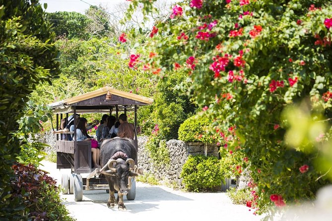 Ishigaki Phantom Island Snorkeling Taketomi Island Sightseeing - Who will enjoy this outing most?