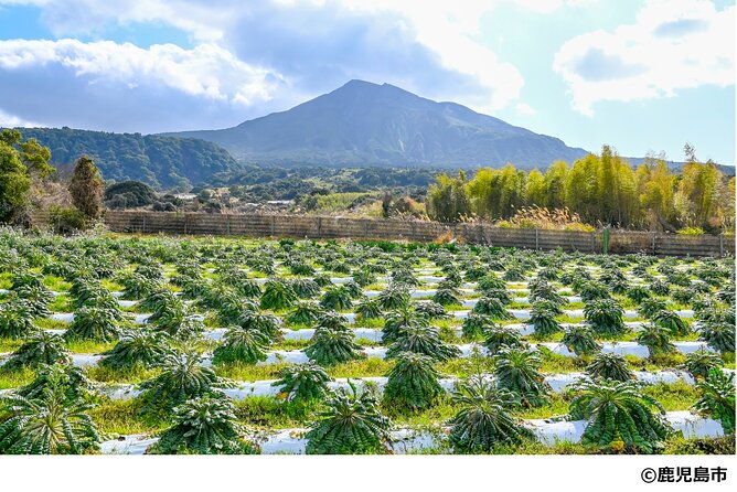 Kagoshima Nature and Food Culture Private Tour - Why this tour connects food with place