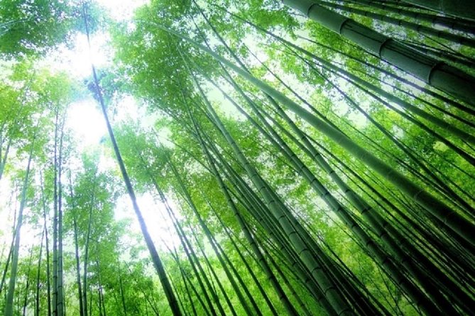 Kamakura Bamboo Forest and Great Buddha Private Tour - Tsurugaoka Hachimangu, Kamakura’s central shrine
