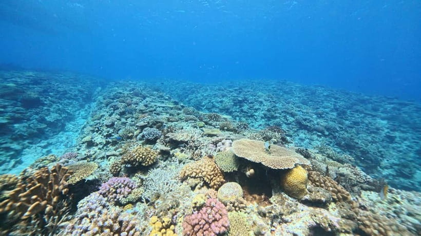 Kerama Half-Day Snorkeling Tour - A Beginner Tour With Strict Safety Rules