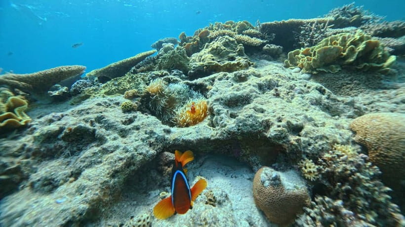 Kerama Half-Day Snorkeling Tour - Photos, Showers, and What You Actually Get