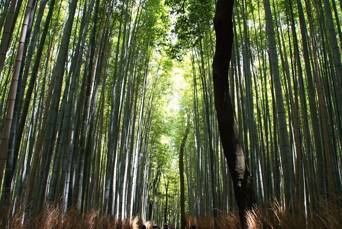 Kyoto: Arashiyama Bamboo Forest, Monkeys, Matcha & Temple Tour - The guides shape the experience