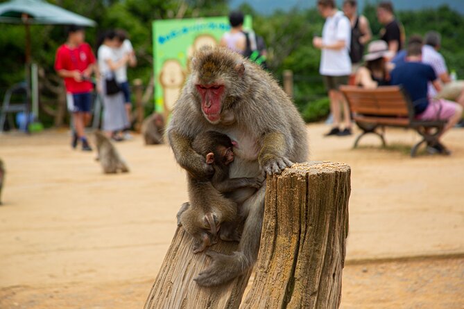 Kyoto: Arashiyama Bamboo, Temple, Matcha, Monkeys & secret spots - Why this tour works better than a bamboo-only visit