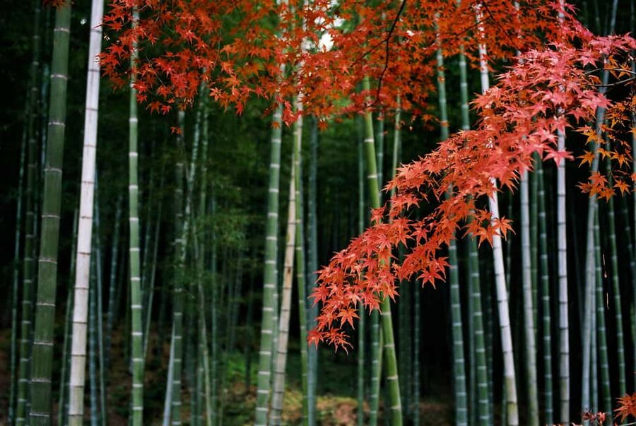 Kyoto: Arashiyama Bamboo, Togetsukyo bridge, Sanso, and more - Key points at a glance