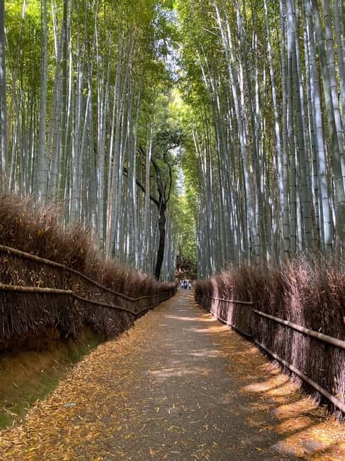 Kyoto: Arashiyama Guided Tour, Bamboo, Monkey, Zen Temple - Who should book this walk?