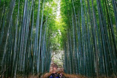 Arashiyama Tour with optional Sagano Romantic Train