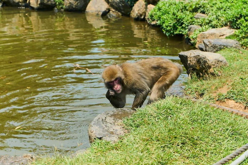 Kyoto: Arashiyama UNESCO Walking Tour with Admission - Togetsukyo Bridge and the end of the guided walk