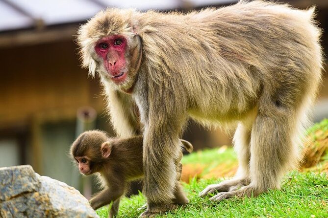 Kyoto Arashiyama Walking Tour: Bamboo, Monkeys, Gardens & Secrets - Why this Arashiyama walk works well