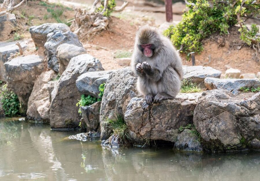 Kyoto: Fushimi, Arashiyama - Bamboo, Monkey, Torii & Secrets - Should you book this Fushimi and Arashiyama tour?
