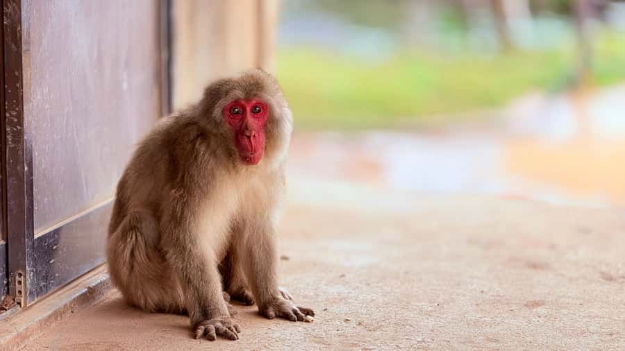 Kyoto: Fushimi, Arashiyama - Bamboo, Monkey, Torii & Secrets - Finding quieter paths in Arashiyama