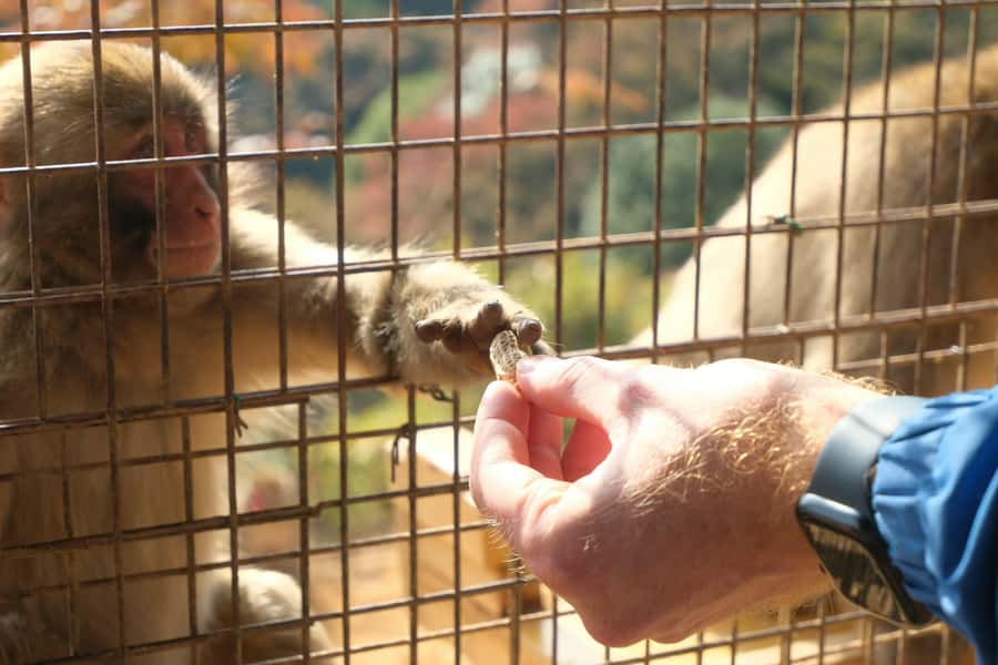 Kyoto: Fushimi, Arashiyama - Bamboo, Monkey, Torii & Secrets - Climbing to the wild monkeys