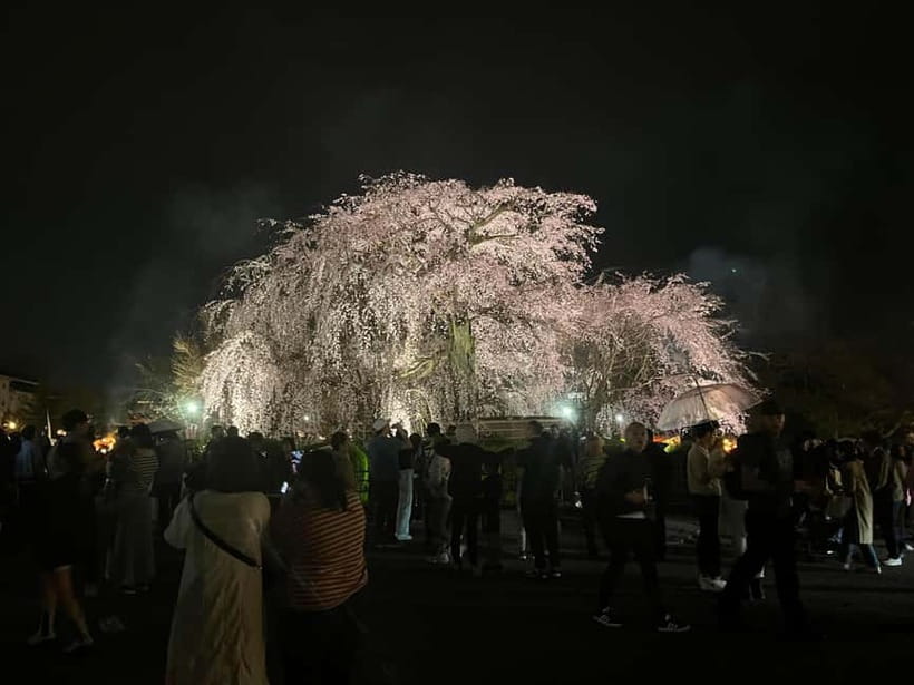 Kyoto: Gion Walking Tour - Guides, languages, and the personal feel