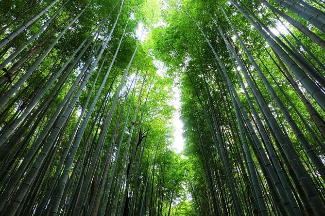 Kyoto Morning Tour with English Speaking Guide - Arashiyama Bamboo Forest and the western hills