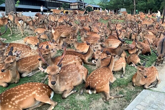 Kyoto & Nara Private Tour from Osaka Kyoto Hotel Pick-up - What makes this private Kyoto and Nara day useful