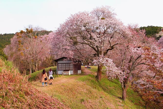 Kyoto & Nara Private Tour from Osaka Kyoto Hotel Pick-up - What the guides add to the day