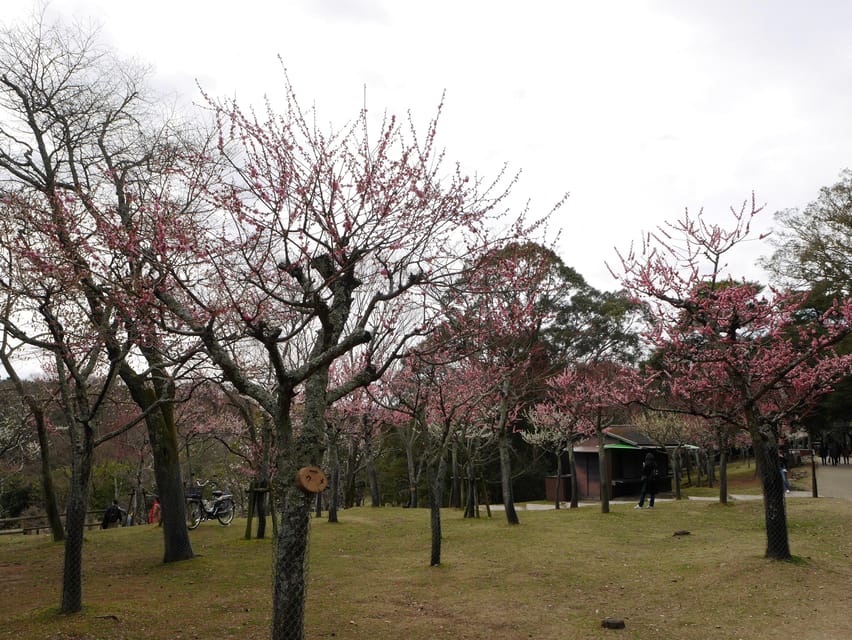 Kyoto: Nara, Todaiji, Kasuga Taisha Shrine Private Full Day - Who will enjoy this Nara day trip