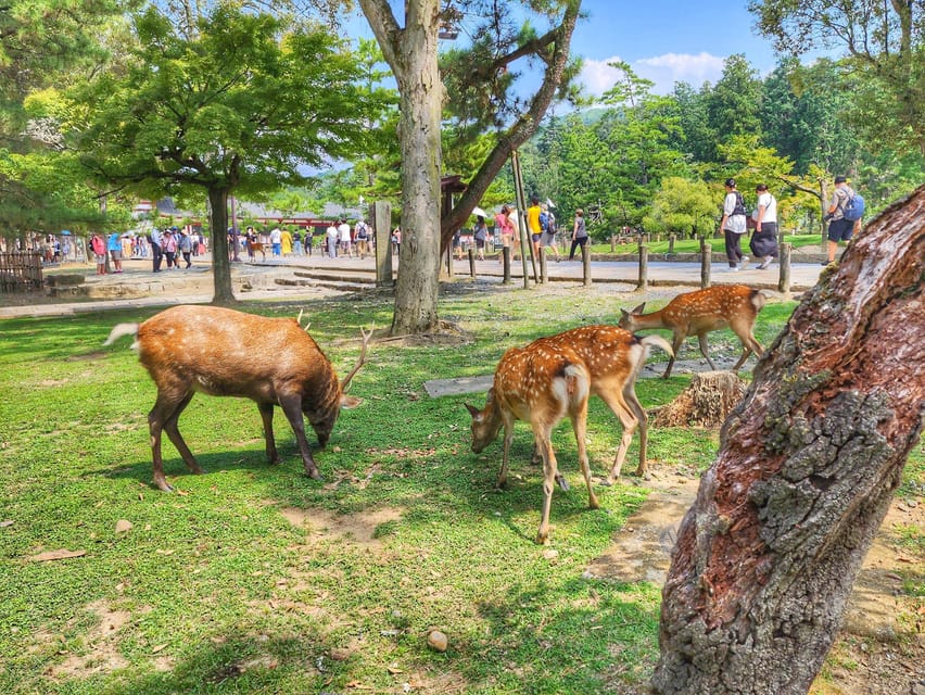 Kyoto: Nara, Todaiji, Kasuga Taisha Shrine Private Full Day - Kofukuji and the story of Nara’s capital