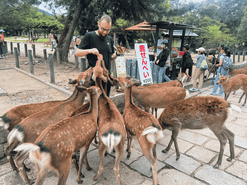 Kyoto: Nara & Traditional Matcha Experience Bus Tour - Guides who make the schedule easier