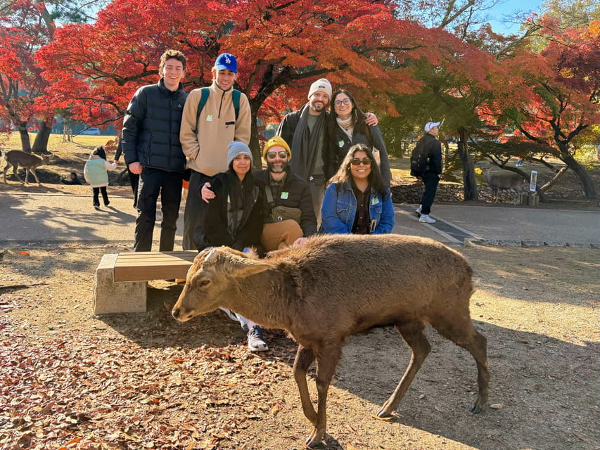 Kyoto: Nara & Traditional Matcha Experience Bus Tour - Why this Nara and Uji day works