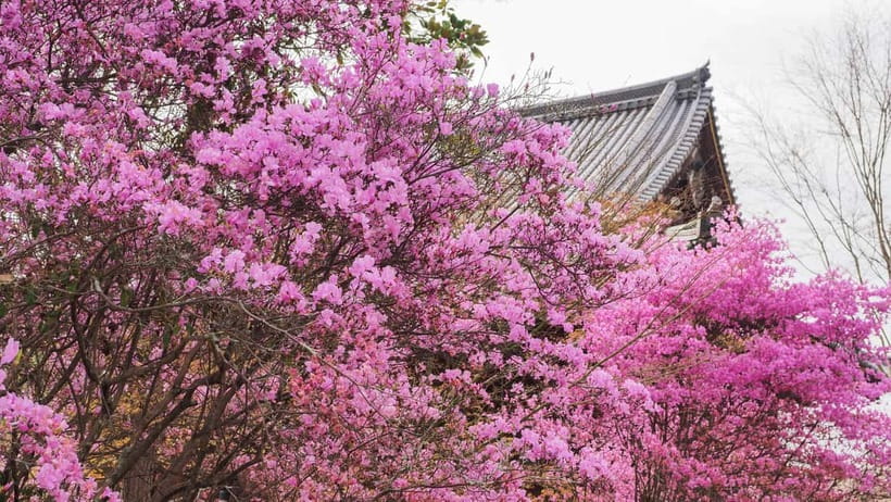 Kyoto: Ninnaji Temple Entry Ticket - Why Ninnaji’s late sakura changes the Kyoto spring plan