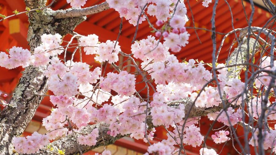 Kyoto: Ninnaji Temple Entry Ticket - Timing, access, and simple planning advice
