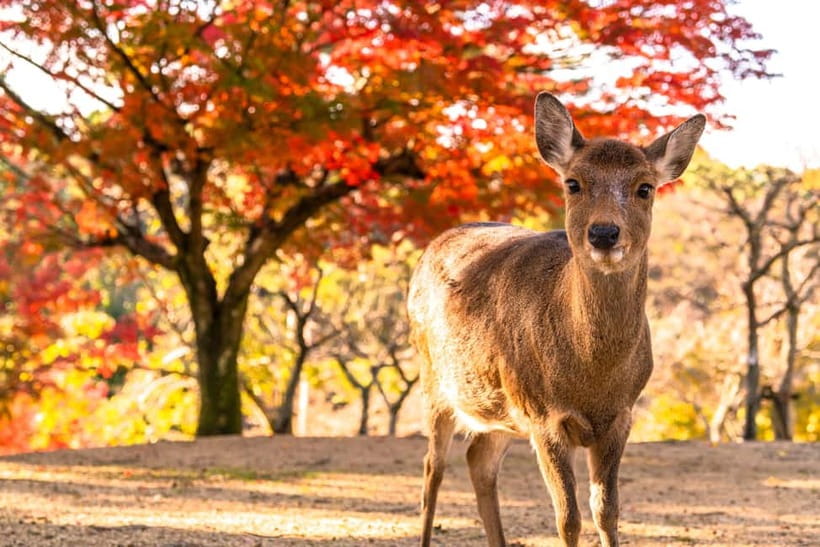Kyoto/Osaka: Kinkakuji, Bamboo Forest, and Nara Deer Park - Lunch in Arashiyama, with an important food warning