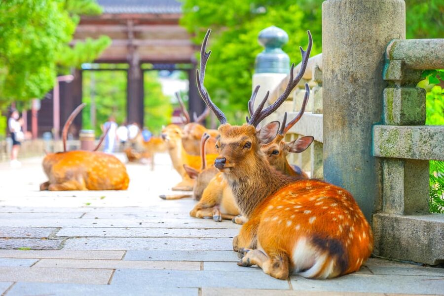 Kyoto/Osaka: Kinkakuji, Bamboo Forest, and Nara Deer Park - What to bring and how to avoid problems
