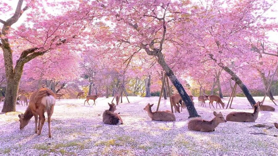 Kyoto/Osaka: Kyoto and Nara Customized Private Guided Tour - Kinkaku-ji and its gold-covered upper floors