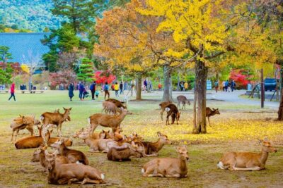 Kyoto/Osaka: Kyoto and Nara Customized Private Guided Tour