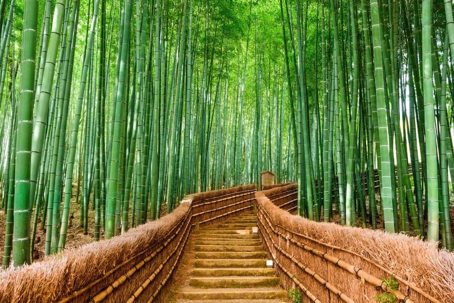 Kyoto/Osaka: Kyoto and Nara Customized Private Guided Tour - Nara Park and the deer