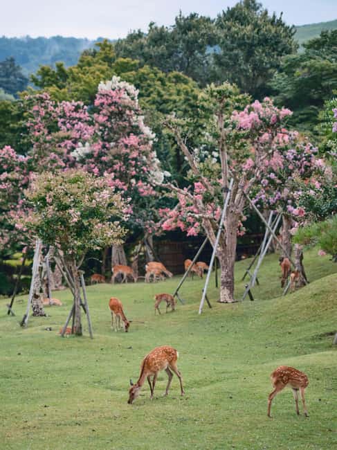 Kyoto/Osaka: Kyoto&Nara Customized Private Highlights Tour - How much flexibility do you really get?
