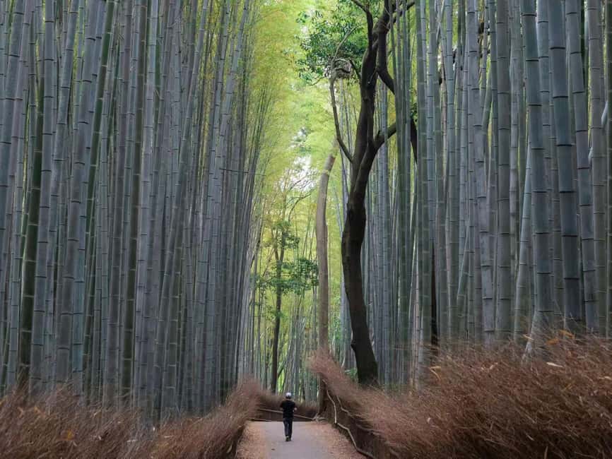 Kyoto/Osaka: Kyoto&Nara Customized Private Highlights Tour - Arashiyama Bamboo Grove: a calm start with a crowd problem
