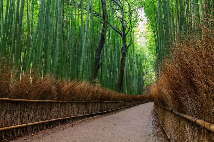 Kyoto/Osaka: Nara, Fushimi Inari Taisha, Arashiyama Bus Tour - Three famous places without three separate transport puzzles