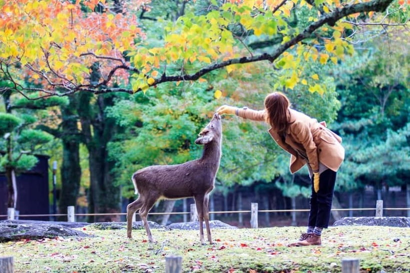 Kyoto/Osaka: Nara, Fushimi Inari Taisha, Arashiyama Bus Tour - What the guide adds to a self-guided afternoon