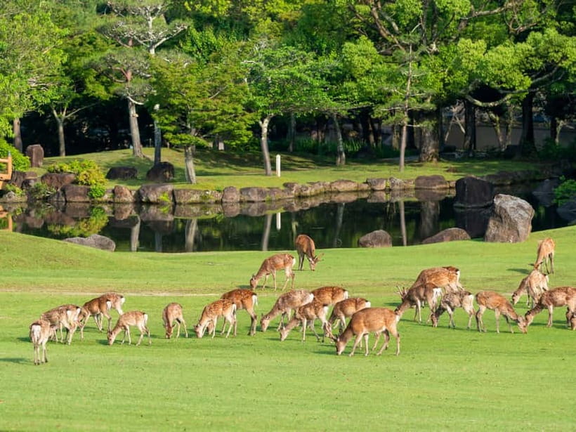 Kyoto/Osaka: Nara, Fushimi Inari Taisha, Arashiyama Bus Tour - Is $52 good value for this route?