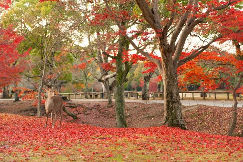 Kyoto/Osaka: Nara, Fushimi Inari Taisha, Arashiyama Bus Tour - Who should book this Kyoto and Nara day tour?