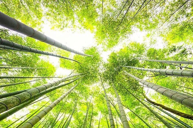 Kyoto, Osaka, Nara Private Tour by Car English Driver Guide - Should You Book It?