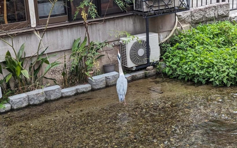 Kyoto: Personalize, private tour (3h, 5h, 8h) [W/Car Option] - What a temple-focused day can look like