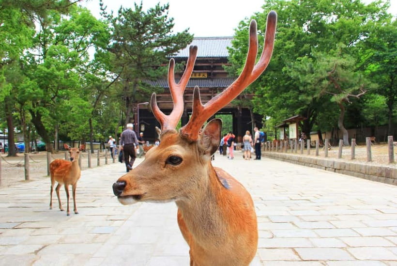 Kyoto: Private Customizable Day Tour with Guide and Vehicle - How the itinerary can work in one day