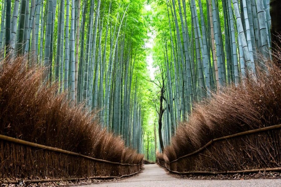 Kyoto: Private Full-Day Tour by Car - Kinkakuji, Kyoto’s Golden Pavilion