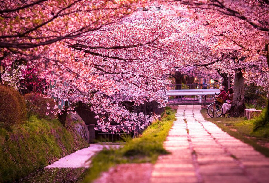 Kyoto: Private Highlights Tour with Guide and Luxury Vehicle - Sanjusangen-do adds a different kind of temple visit