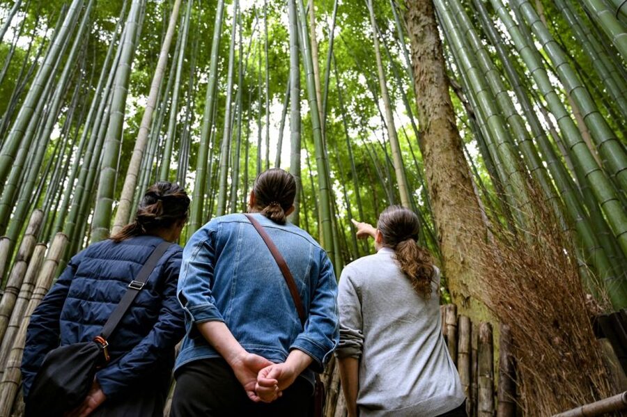 Kyoto to Arashiyama Day Trip - Private & Personalized - Walking the famous Bamboo Grove