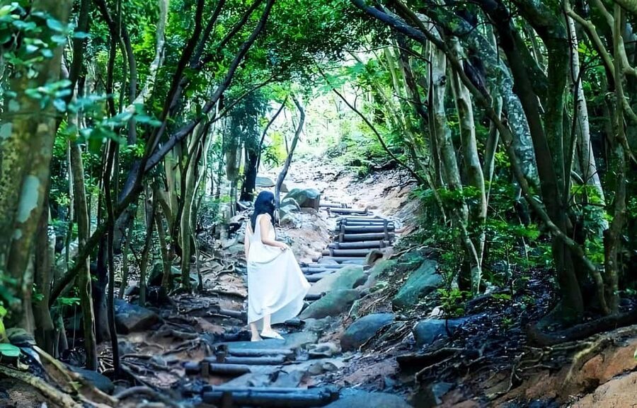 Kyushu Tour From Fukuoka: Itoshima Nature & Coastal Scenery - Totoro Forest and the Choice to Keep Walking