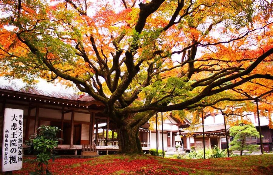 Kyushu Tour From Fukuoka: Itoshima Nature & Coastal Scenery - Fukuoka Tower or Momochihama Beach