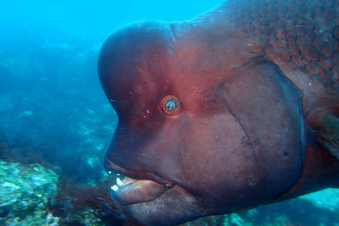 Let's enjoy Scuba diving in Izu Peninsula for certificate Diver - Why Izu Oceanic Park is worth your morning