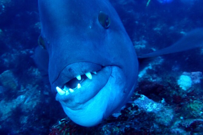 Let's enjoy Scuba diving in Izu Peninsula for certificate Diver - Equipment, lunch, and the real cost